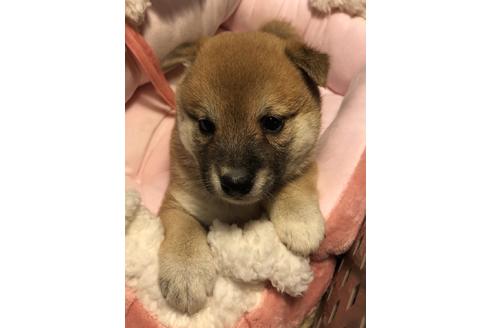 成約済の大分県の柴犬-66551の3枚目