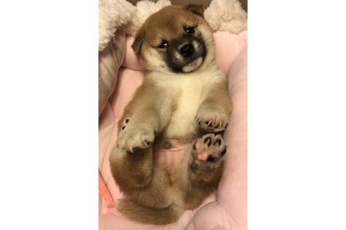 成約済の大分県の柴犬-66551の2枚目