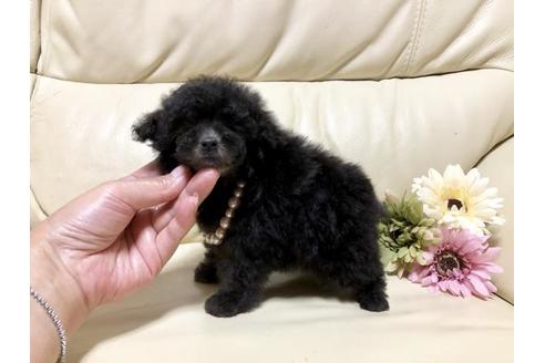 成約済の大阪府のトイプードル-65675の2枚目