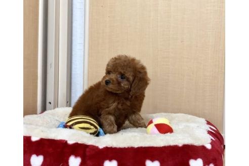 成約済の香川県のトイプードル-65246の3枚目