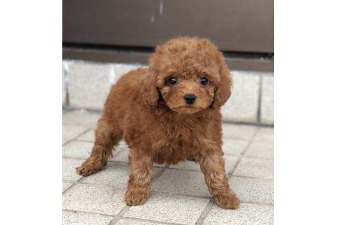 成約済の香川県のトイプードル-65246の1枚目