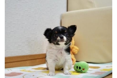 成約済の香川県のチワワ(ロングコート)-66607の3枚目