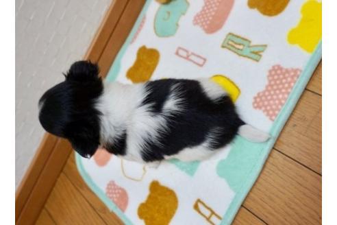 成約済の香川県のチワワ(ロングコート)-66607の2枚目
