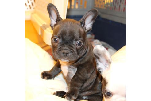 成約済の愛知県のフレンチブルドッグ-63621の11枚目