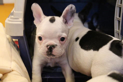 成約済の愛知県のフレンチブルドッグ-63623の5枚目