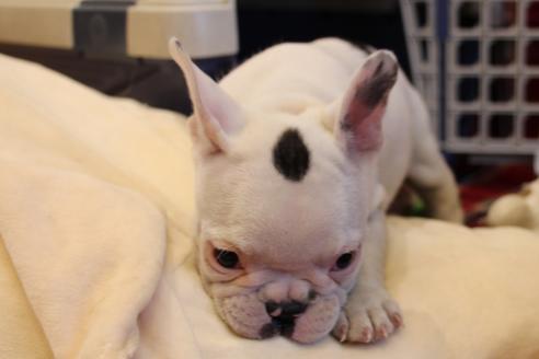 成約済の愛知県のフレンチブルドッグ-63623の3枚目