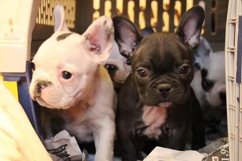 成約済の愛知県のフレンチブルドッグ-63623の2枚目