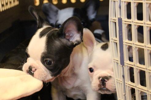 成約済の愛知県のフレンチブルドッグ-63622の6枚目