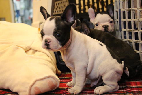 成約済の愛知県のフレンチブルドッグ-63622の5枚目