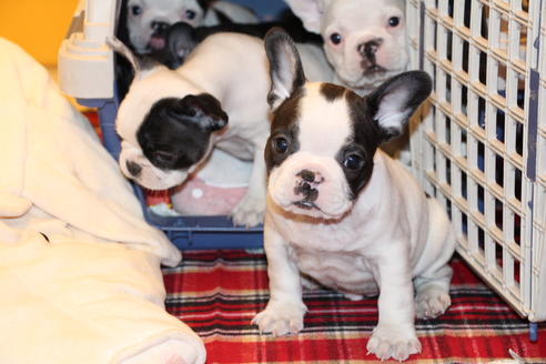 成約済の愛知県のフレンチブルドッグ-63622の3枚目