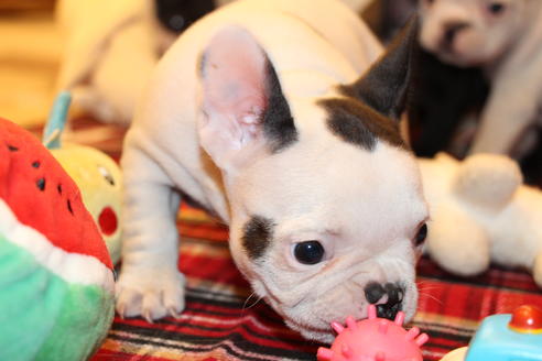 成約済の愛知県のフレンチブルドッグ-63625の5枚目