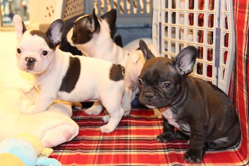 成約済の愛知県のフレンチブルドッグ-63625の2枚目