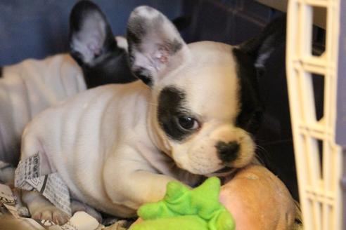 成約済の愛知県のフレンチブルドッグ-63624の1枚目