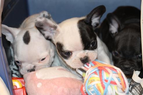 成約済の愛知県のフレンチブルドッグ-63624の3枚目