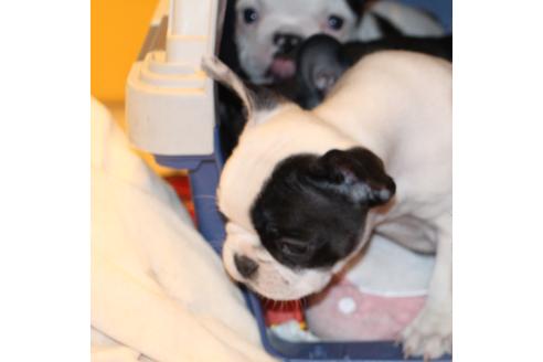成約済の愛知県のフレンチブルドッグ-63624の2枚目