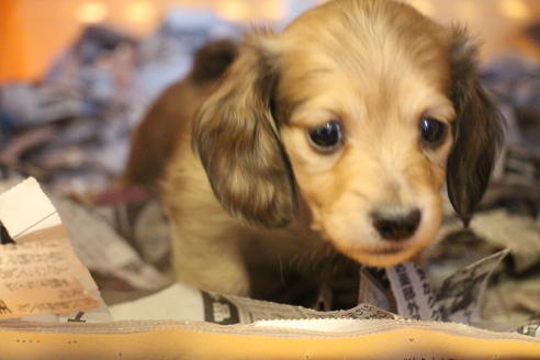 成約済の愛知県のカニンヘンダックスフンド(ロングヘアード)-64841の4枚目