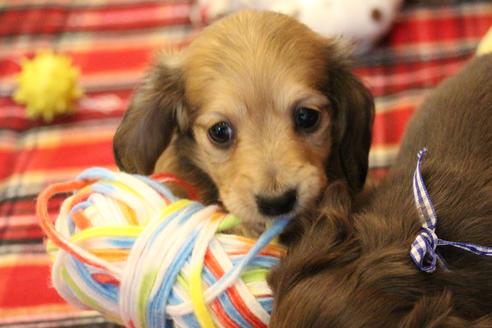 成約済の愛知県のカニンヘンダックスフンド(ロングヘアード)-64841の1枚目