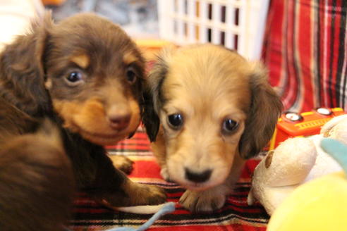 成約済の愛知県のカニンヘンダックスフンド(ロングヘアード)-64841の2枚目