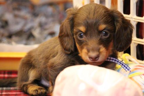 成約済の愛知県のカニンヘンダックスフンド(ロングヘアード)-64890の1枚目