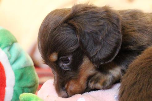 成約済の愛知県のカニンヘンダックスフンド(ロングヘアード)-64890の4枚目