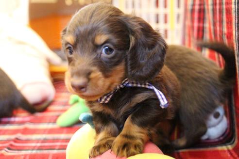 成約済の愛知県のカニンヘンダックスフンド(ロングヘアード)-64890の3枚目