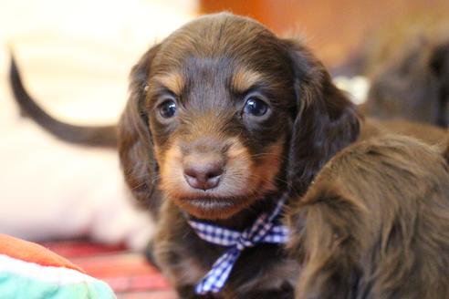 成約済の愛知県のカニンヘンダックスフンド(ロングヘアード)-64890の2枚目