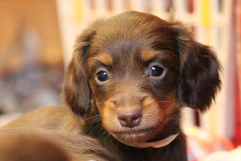 成約済の愛知県のカニンヘンダックスフンド(ロングヘアード)-64891の11枚目