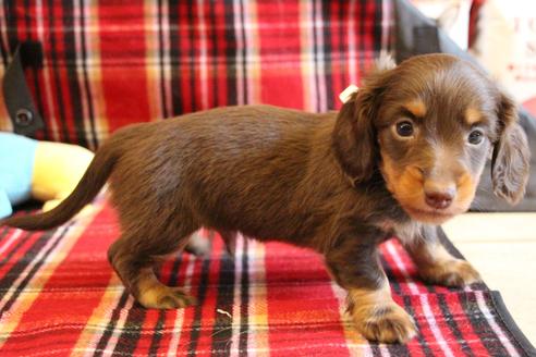 成約済の愛知県のカニンヘンダックスフンド(ロングヘアード)-64891の10枚目