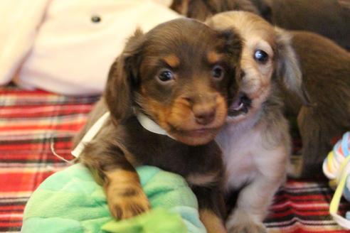 成約済の愛知県のカニンヘンダックスフンド(ロングヘアード)-64891の9枚目