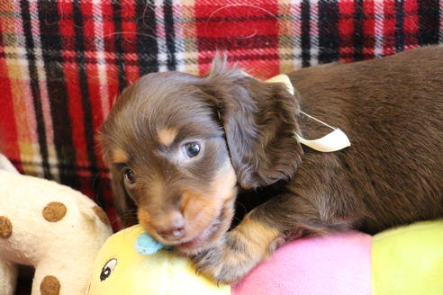 成約済の愛知県のカニンヘンダックスフンド(ロングヘアード)-64891の8枚目