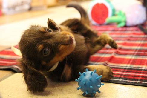 成約済の愛知県のカニンヘンダックスフンド(ロングヘアード)-64891の7枚目