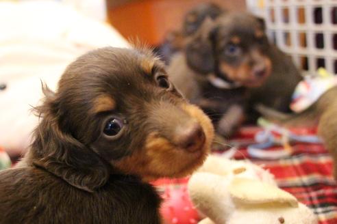 成約済の愛知県のカニンヘンダックスフンド(ロングヘアード)-64842の7枚目
