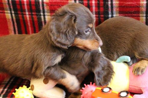 成約済の愛知県のカニンヘンダックスフンド(ロングヘアード)-64842の6枚目