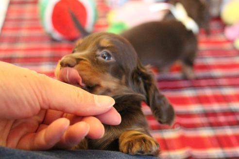 成約済の愛知県のカニンヘンダックスフンド(ロングヘアード)-64842の5枚目