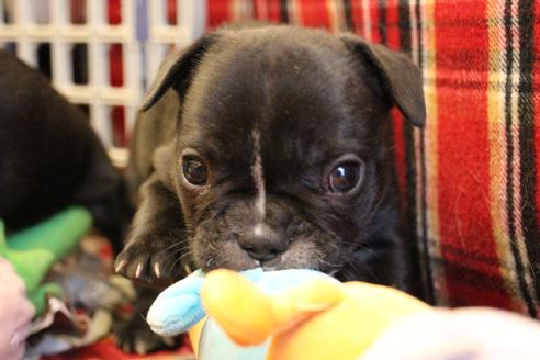 成約済の愛知県のフレンチブルドッグ-64547の11枚目