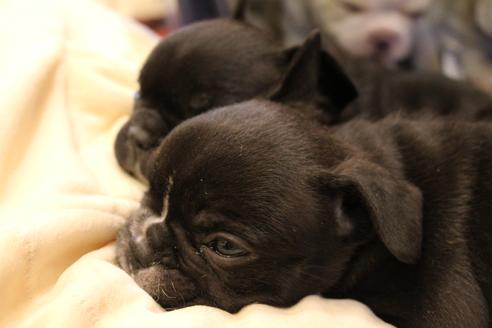 成約済の愛知県のフレンチブルドッグ-64547の10枚目