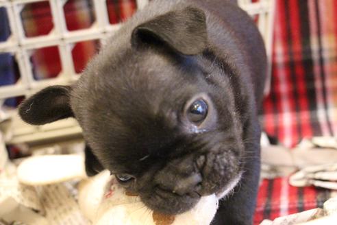 成約済の愛知県のフレンチブルドッグ-64548の9枚目