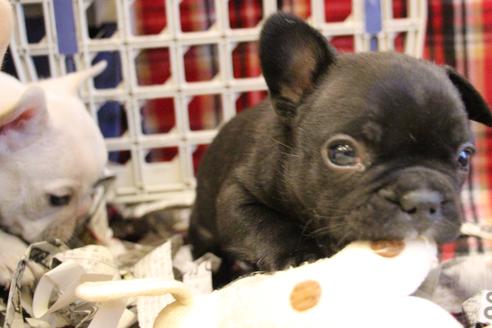 成約済の愛知県のフレンチブルドッグ-64548の8枚目