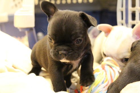 成約済の愛知県のフレンチブルドッグ-64548の6枚目