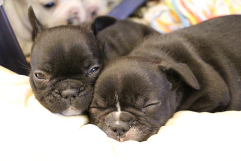 成約済の愛知県のフレンチブルドッグ-64548の4枚目