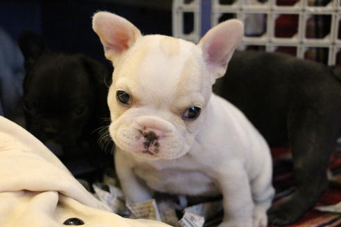 成約済の愛知県のフレンチブルドッグ-64550の7枚目