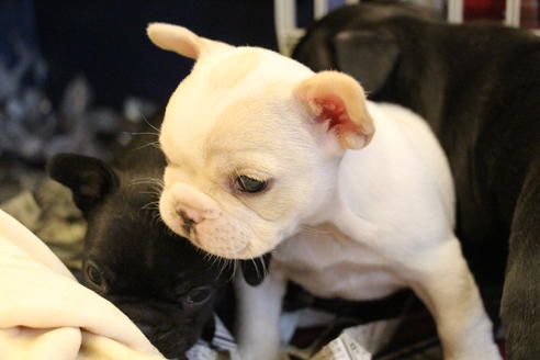 成約済の愛知県のフレンチブルドッグ-64550の6枚目