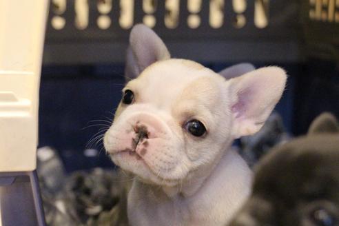 成約済の愛知県のフレンチブルドッグ-64550の5枚目