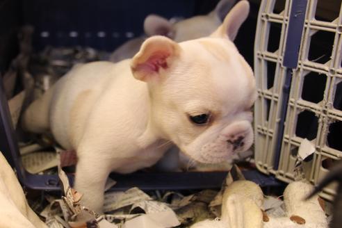 成約済の愛知県のフレンチブルドッグ-64550の4枚目