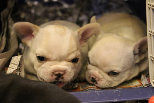 成約済の愛知県のフレンチブルドッグ-64550の3枚目