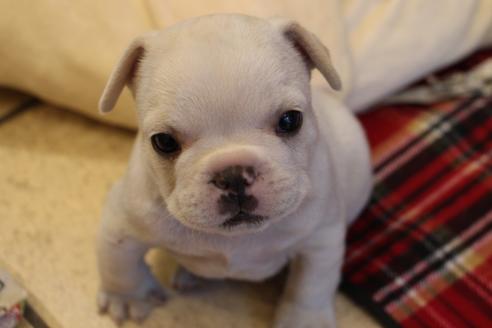 成約済の愛知県のフレンチブルドッグ-64549の9枚目