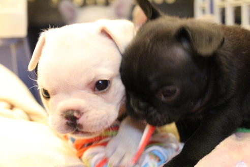 成約済の愛知県のフレンチブルドッグ-64549の8枚目