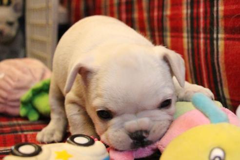 成約済の愛知県のフレンチブルドッグ-64549の7枚目