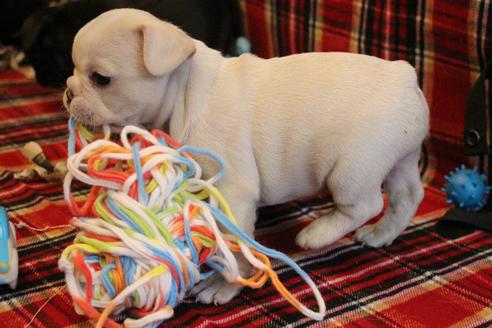 成約済の愛知県のフレンチブルドッグ-64549の6枚目