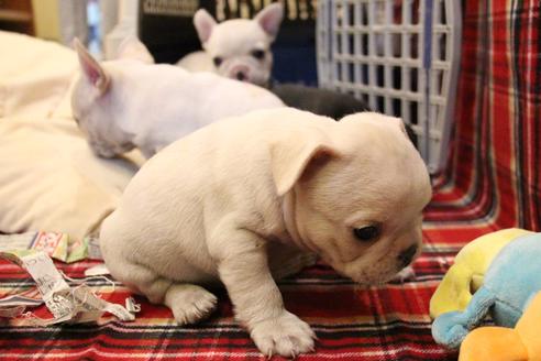 成約済の愛知県のフレンチブルドッグ-64549の5枚目